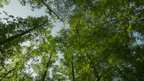 Low-Angle-Aufnahme-Der-Baumwipfel-Eines-Kiefernwaldes-Vor-Einem-Klaren-Blauen-Himmel