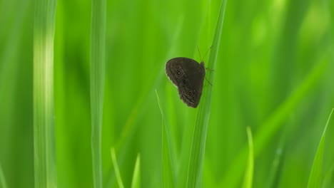 Butterfly-in-green--grass---relaxing-