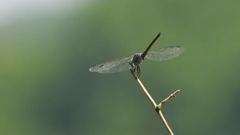 Dragonfly-in-wind---waiting-for-food-