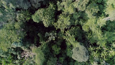 Luftaufnahme-Des-Amazonas-Dschungels-Von-Oben-Nach-Unten