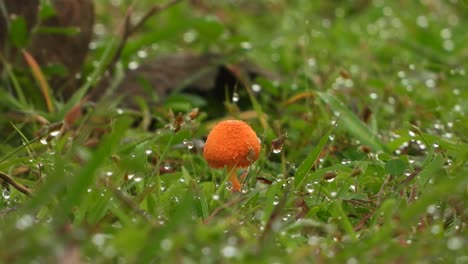 Mushroom-in-ground---green-grass
