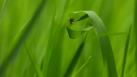 Spinnennetz---Grünes-Reisgras