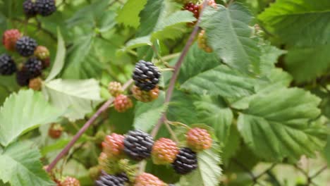 Blackberry-shrub-with-ripe-and-unripe-fruit-in-garden,-panning-shot