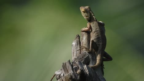Lizard-in-tree-waiting-for-food---relaxing-