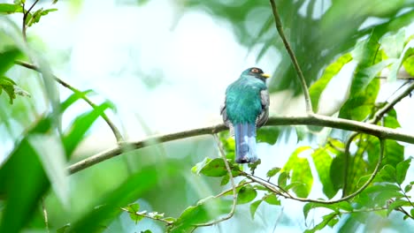 Amazonian-trogon-on-the-lookout-for-flying-insects