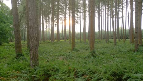 Scenic-View-Of-Forest-Tree-Trunks-With-Greenery-Ground-During-Sunrise