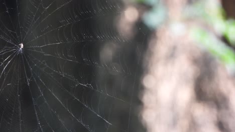 Spider-web-in-wind---home-