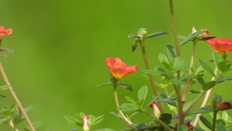 Rosa-Blume---Grüne-Vorlage