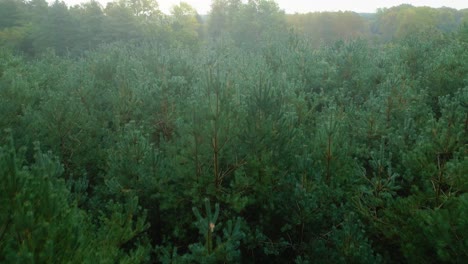 Evergreen-Christmas-Trees-During-Misty-Sunrise-In-Norfolk-Before-Autumn