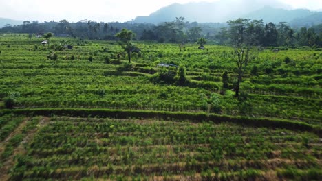 Die-Hochklappbare-Drohne-Zeigt-Die-Majestätischen-Reisfelder-Von-Sidemen,-Bali,-Indonesien