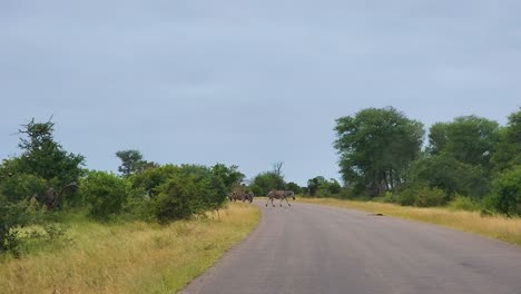Zebras-graze-and-cross-road-standing-still-in-middle-waving-tail,-kruger-national-park