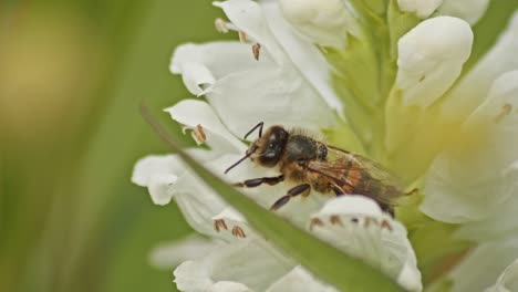 Makro-Nahaufnahme-Einer-Honigbiene,-Die-Auf-Einer-Weißen-Blume-Ruht