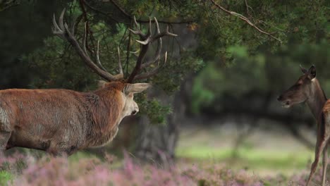 Amazing-Red-Stag-Close-up,-Walking,-Grazing,-Beautiful-Forest,-Netherlands,-Cinematic-Shallow-Depth-of-Field,-Rare,-Red-Deer,-Camera-Panning