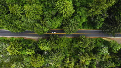 Aerial-birds-eye-shot-of-a-car-on-a-asphalt-road-in-middle-of-dense-woodlands