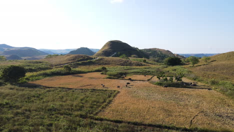 Vuele-Sobre-Manadas-De-Búfalos-Pastando-En-Pastizales-En-La-Isla-De-Sumba,-Nusa-Tenggara-Oriental,-Indonesia
