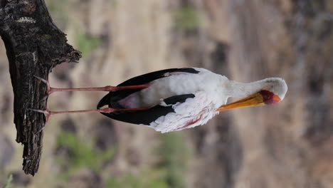 Vertical-View-of-Yellow-billed-Stork-Standing-On-the-Tree-Branch