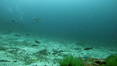 aquatic-shot-of-shoal-and-diver