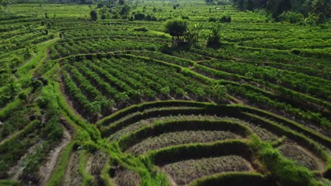 Bird's-Eye-View-with-Tilt-Down-Capturing-the-Exquisite-Beauty-of-Sidemen's-Paddy-Fields-in-Bali,-Indonesia
