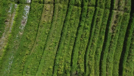 Balis-Natürliche-Schönheit,-Die-Mit-Luftdrohnen-Enthüllt-Wird,-Enthüllt-Texturen-In-Den-Reisfeldern-Von-Sidemen,-Indonesien
