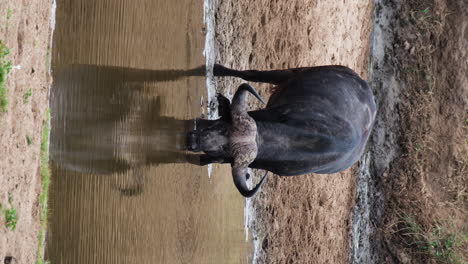 Vertikale-Ansicht-Des-Trinkwassers-Afrikanischer-Büffel-Im-Fluss
