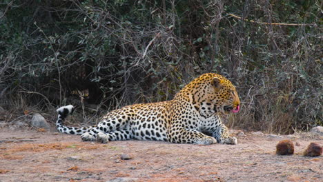 Leopardo-Africano-Solitario-Acostado-Y-Descansando-En-El-Suelo-En-Savannah