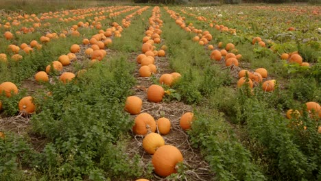 Mid-shot-Looking-up-a-line-of-pumpkins-growing-in-a-field