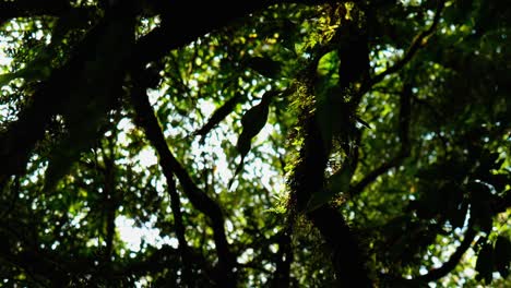 Fesselnde-Aufnahmen-Von-Leuchtenden-Blättern,-Die-Sich-In-Einem-Ruhigen-Wald-An-Bäumen-Wiegen-Und-Rascheln,-Und-Die-Die-Schönheit-Und-Gelassenheit-Des-Tanzes-Der-Natur-Zeigen