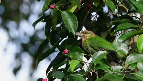 Facing-to-the-right-while-the-camera-slides-as-it-is-munching-a-ripened-fruit,-Green-eared-Barbet-Megalaima-faiostricta,-Thailand