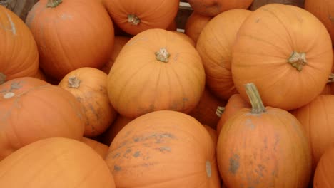 Close-up-shot-Panning-pan-shot-of-pumpkins-in-wooden-crate-in-farmyard-setting
