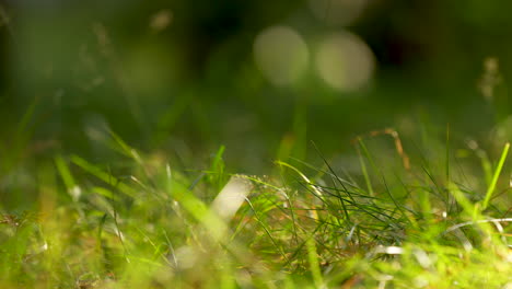 Panning-on-fresh-green-grass-on-the-ground---Close-up