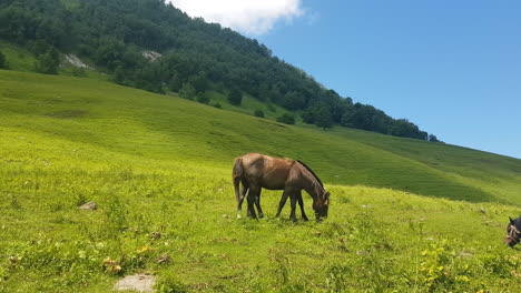 Horses-in-Green-Pasture,-Countryside-of-Azerbaijan-on-Sunny-Summer-Day