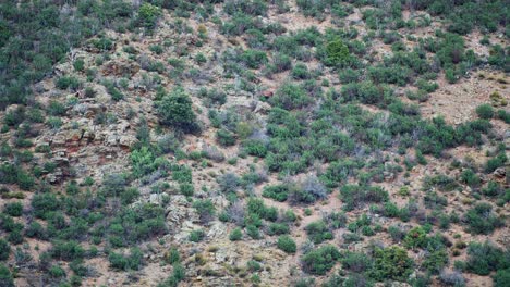 Male-Deer-Chase-Display-during-Rutting-Season-in-Mountainous-Cliffside-Terrain-in-4K-50fps-7