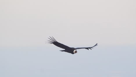 Majestic-Andean-Condor-soaring-up-in-the-Sky-looking-down-with-its-wonderful-white-collar-feathers-with-background-of-clouds