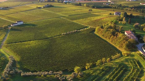 Aerial-panoramic-landscape-view-over-prosecco-vineyard-rows,-in-Italy,-on-a-sunny-morning