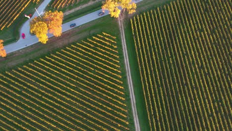 Aerial-top-view-over-autumn-vineyard-with-orange-leaves,-in-the-italian-countryside,-at-sunset