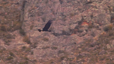 Side-view-of-Andean-Condor-as-it-flaps-wings-and-gains-height-to-reach-top-of-the-mountain-ranges