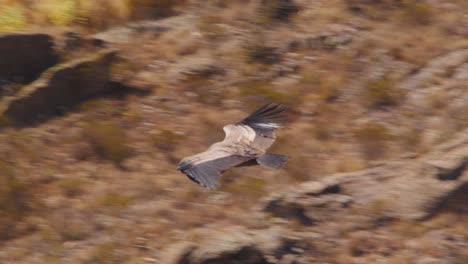 Side-on-view-of-a-Andean-Condor-as-it-moves-across-the-beautiful-looking-landscape