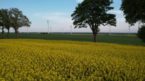 Aerial-backward---over-the-yellow-rapeseed-field---in-the-distance-cars-driving-on-an-asphalt-road---in-the-background-a-wind-farm---natural-atmosphere-and-landscape-outside-the-city