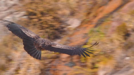 Following-a-Andean-Condor-Vulture-moving-away-from-the-camera-as-it-uses-its-tail-as-a-radar-to-change-direction