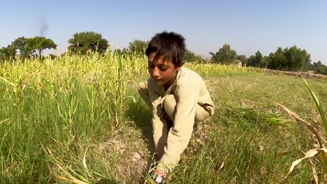 Child-Cutting-Grass-in-the-Meadow