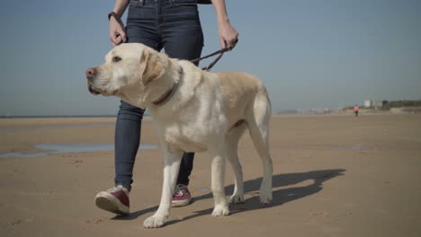 Slow-motion-shot-of-dog-walking-on-beach-with-female-owner.
