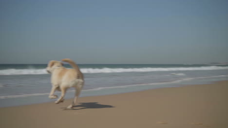 Slow-motion-shot-of-funny-dog-playing-with-owner-on-sandy-seashore.