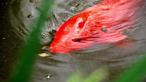 Slow-motion-telephoto-view-of-ripples-on-water-surface-from-koi-fish-moving-across-waters-surface