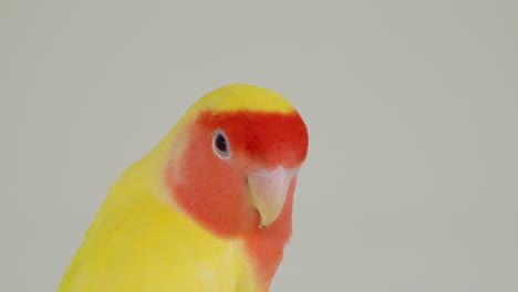 Gelbfeder-Lovebird-Mit-Rosigem-Gesicht-Oder-Lovebird-Mit-Rosigem-Halsband-Oder-Pfirsichfarbenem-Gesicht-Auf-Grauem,-Isoliertem-Hintergrund---Makro