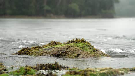 Raindrops-fall-on-water-surface-of-reversing-falls-Maine-around-moody-seaweed-covered-rock
