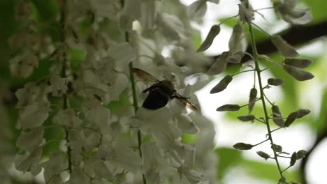 Backlit-view-of-bee-landing-on-white-flower-bundles-dangling-vertical-gathering-nectar