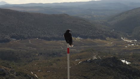 Stunning-black-currawong-bird-perched-on-white-post-with-mountain-range-as-backdrop