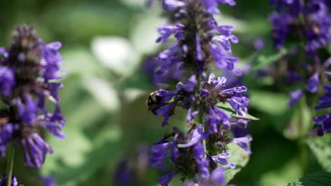 Bee-flies-in-slow-motion-gathering-sucking-nectar-out-of-deep-bell-flower