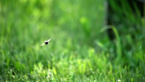 Rückansicht-Einer-Biene,-Die-In-Zeitlupe-Durch-Die-Luft-über-Einem-Grasbewachsenen-Hintergrundfeld-Fliegt