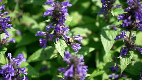 Gelbe-Und-Schwarze-Bienen-Balancieren-Auf-Lavendelfarbenen-Blüten-Und-Saugen,-Um-Nektar-Zu-Sammeln